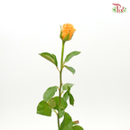 Rose - Orange (20 Stems)-Orange-China-prflorist.com.my