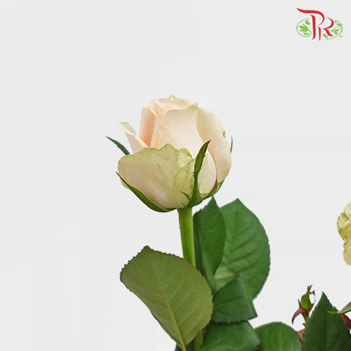 Rose - Pearl Avalanche / Rouge (10 Stems)-Peach-China-prflorist.com.my