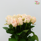Rose - Pearl Avalanche / Rouge (10 Stems)-Peach-China-prflorist.com.my