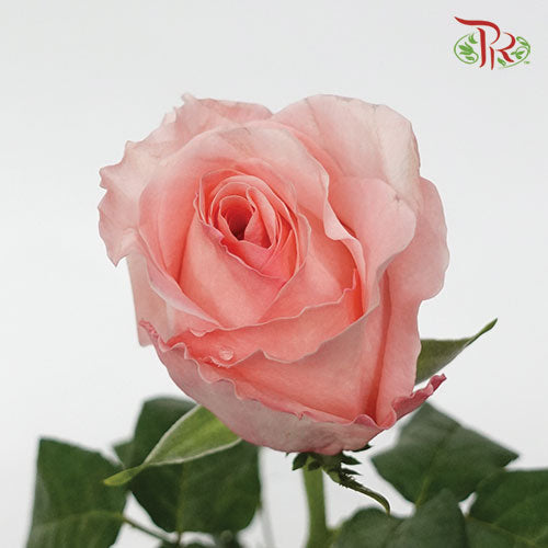 Rose - Pink Expression (5 Stems)-Pink-Kenya-prflorist.com.my