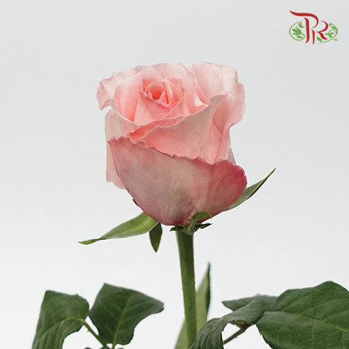 Rose - Pink Expression (5 Stems)-Pink-Kenya-prflorist.com.my