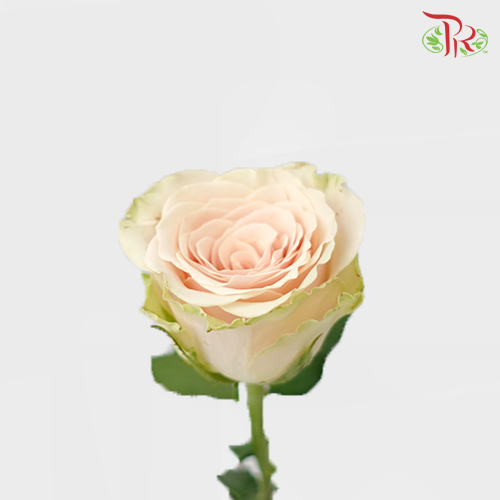 Rose - Pompeii (10 Stems)-Pink-China-prflorist.com.my