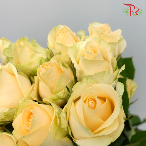 Rose Premium - Champagne / Peach (19-20 Stems)-Champagne-India-prflorist.com.my