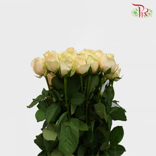 Rose Premium - Champagne / Peach (19-20 Stems)-Champagne-India-prflorist.com.my