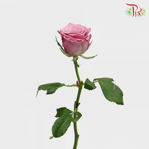 Rose Premium