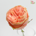 Rose Premium - Garden Rose (19-20 Stems)-India-prflorist.com.my