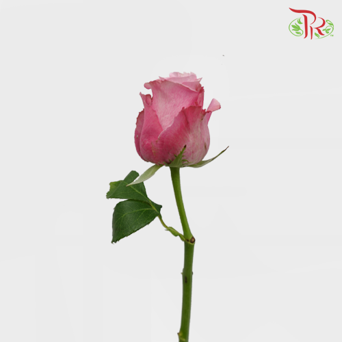 Rose Premium - Maritim (19-20 Stems)-India-prflorist.com.my