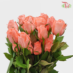 Rose Premium - Nobless (19-20 Stems)-India-prflorist.com.my