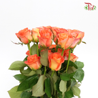 Rose Premium - Orange (19-20 Stems)-Orange-India-prflorist.com.my