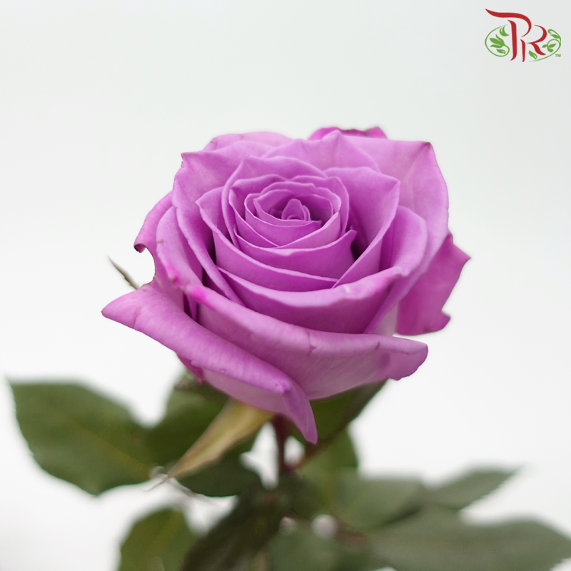 Rose - Purple (10 Stems)-Purple-Columbia-prflorist.com.my