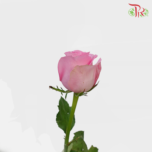 Rose - Revival (10 Stems)-Pink-China-prflorist.com.my