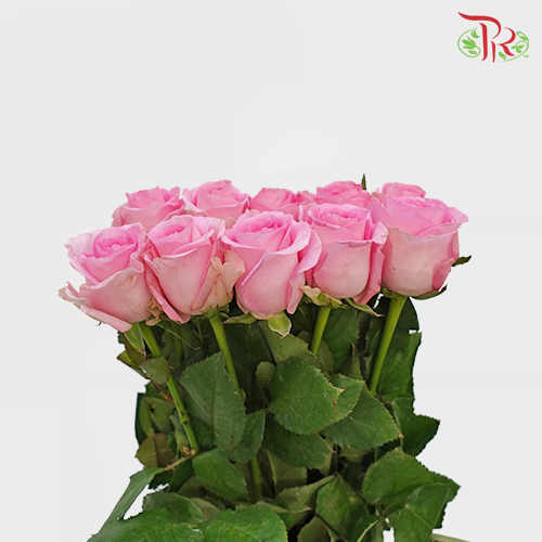 Rose - Revival (10 Stems)-Pink-China-prflorist.com.my