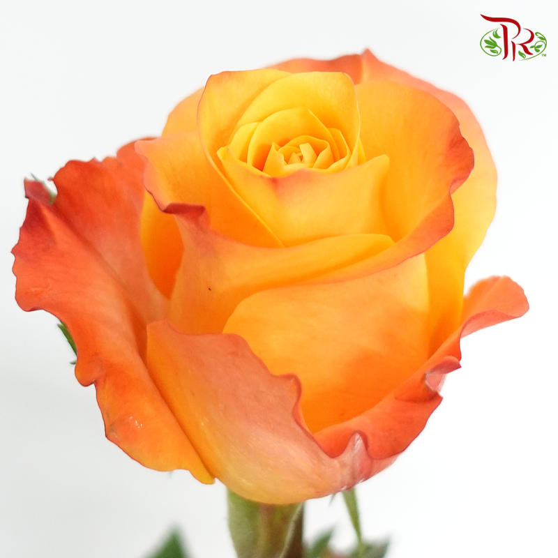 Rose Rosaprima - Aloha (25 Stems)-Ecd-prflorist.com.my