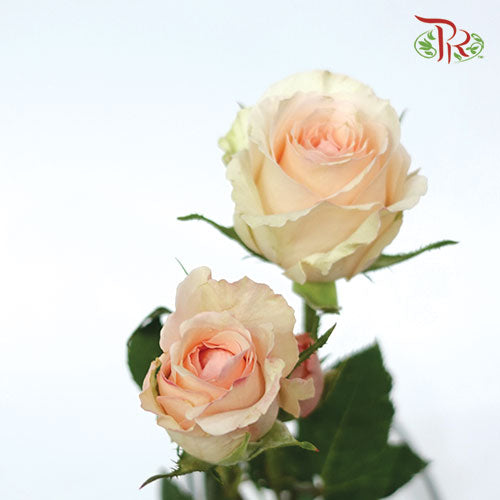 Rose Scented - Alina Spray (6 Stems)-Peach-Kenya-prflorist.com.my