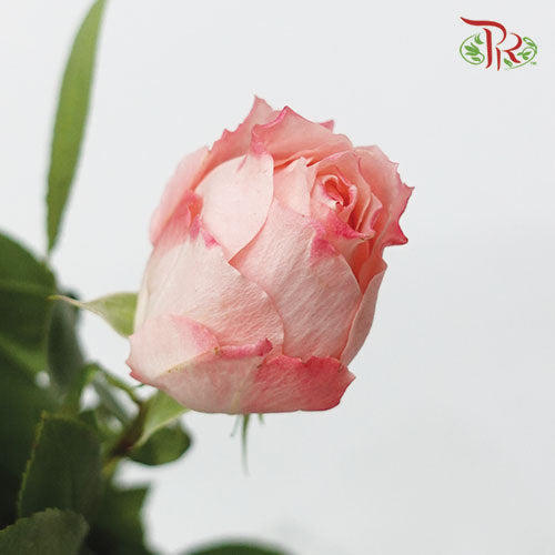 Rose Scented - Beth Wairimu (12 Stems)-Pink-Kenya-prflorist.com.my