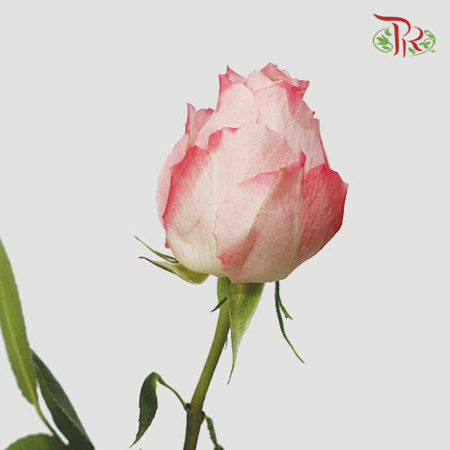Rose Scented - Beth Wairimu (12 Stems)-Pink-Kenya-prflorist.com.my