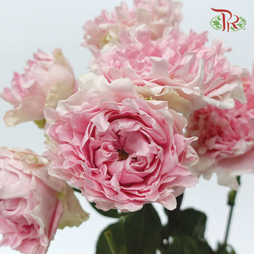 Rose Scented - Trophy (6 Stems)-Pink-Kenya-prflorist.com.my