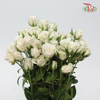 Rose Scented