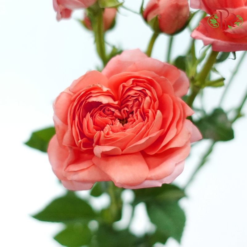Rose Spray - Apricot Juice Terrace (Per Bunch)-Apricot Juice Terrace-China-prflorist.com.my