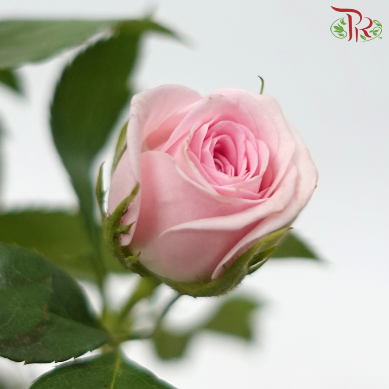 Rose Spray - Blooming Girls (10 Stems)-Blooming Girls-China-prflorist.com.my