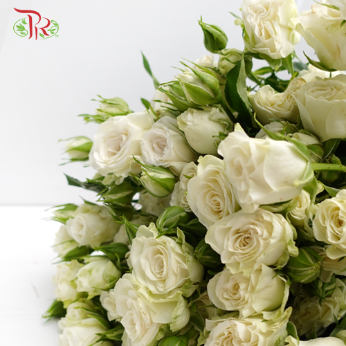 Rose Spray - Bubble (10 Stems)-White-China-prflorist.com.my
