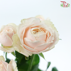 Rose Spray Butterfly - Darlington (Per Bunch)-Darlington-China-prflorist.com.my