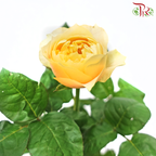 Rose Spray Butterfly - Juliet Light Orange (10 Stems)-Juliet Orange-China-prflorist.com.my