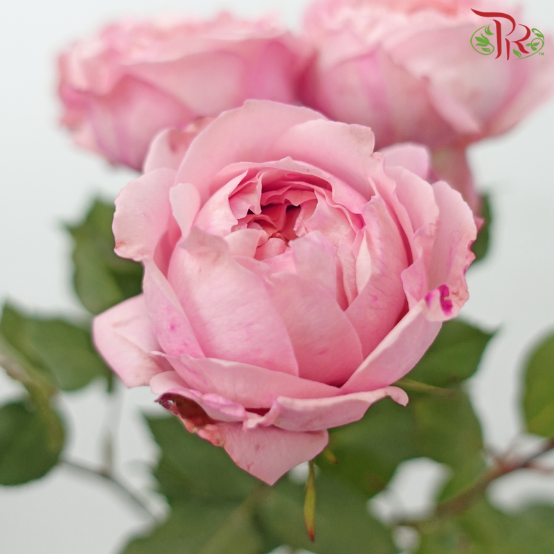 Rose Spray Butterfly - Juliet Tower (Pink) (10 Stems)-Pink-China-prflorist.com.my