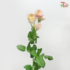 Rose Spray Butterfly - Kayla Blush Pink (10 Stems)-White & Pink-China-prflorist.com.my