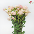Rose Spray Butterfly - Kayla Blush Pink (10 Stems)-White & Pink-China-prflorist.com.my
