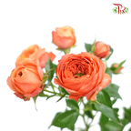 Rose Spray Butterfly - Orange Melon (10 Stems)-Orange-China-prflorist.com.my