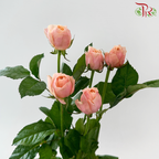 Rose Spray Butterfly - Pink (10 Stems)-Pink-China-prflorist.com.my
