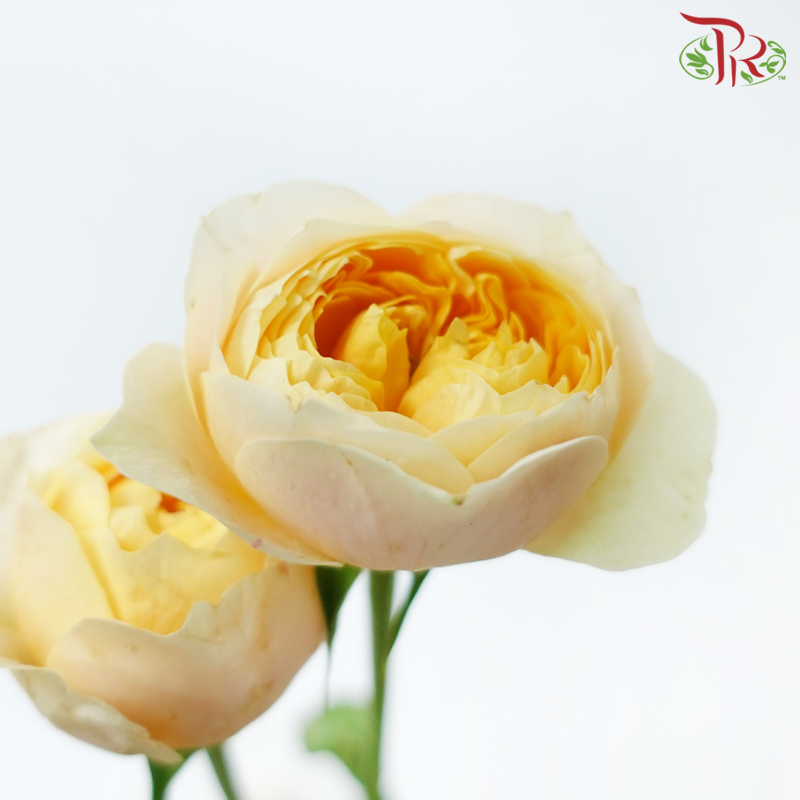 Rose Spray Butterfly - Yellow (10 Stems)-Yellow-China-prflorist.com.my