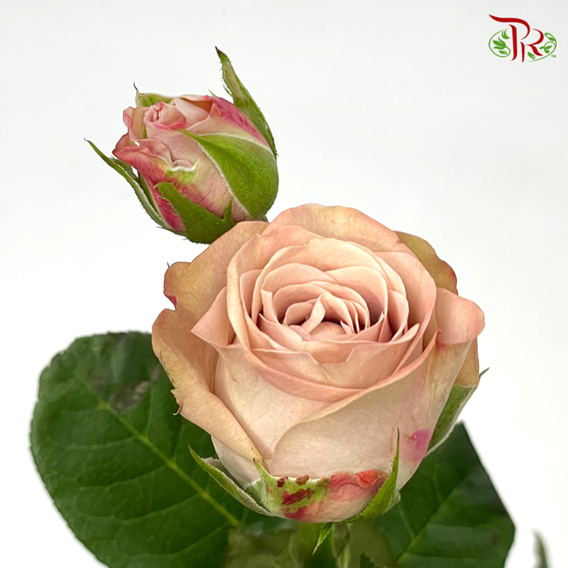 Rose Spray - Cappuccino (10 Stems)-Cappuccino-China-prflorist.com.my