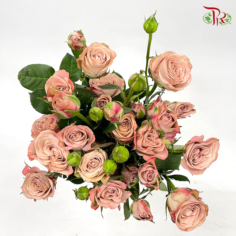Rose Spray - Cappuccino (10 Stems)-Cappuccino-China-prflorist.com.my