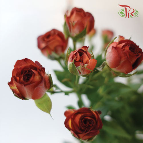 Rose Spray
