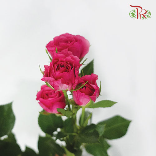 Rose Spray - Dark Cherry Pink (5 Stems)-Pink-Netherland-prflorist.com.my