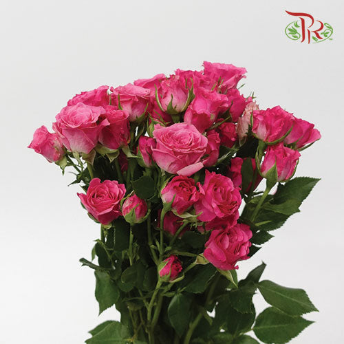 Rose Spray - Dark Cherry Pink (5 Stems)-Pink-Netherland-prflorist.com.my