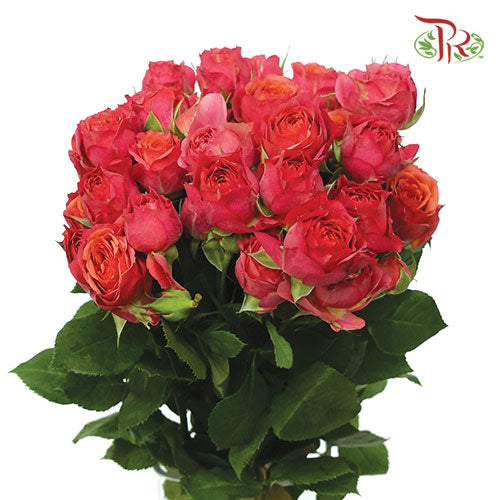 Rose Spray