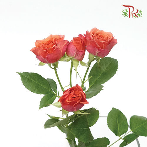 Rose Spray