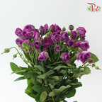 Rose Spray - Dark Purple (10 Stems)-Purple-China-prflorist.com.my