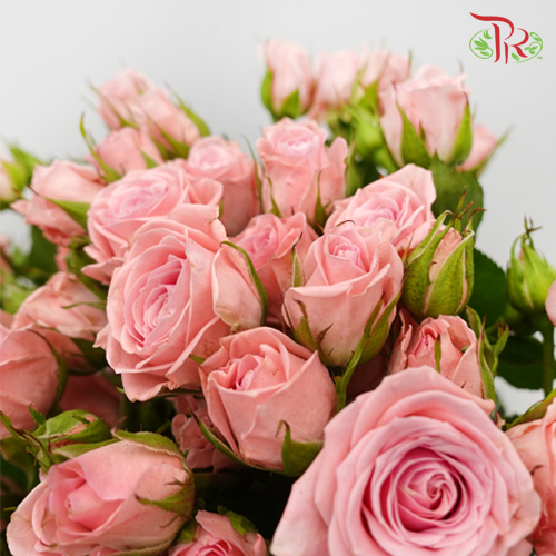 Rose Spray - Elegant Lover / Sweetheart (10 Stems)-Pink-China-prflorist.com.my