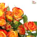 Rose Spray - Eye Liner (10 Stems)-Orange-Kenya-prflorist.com.my