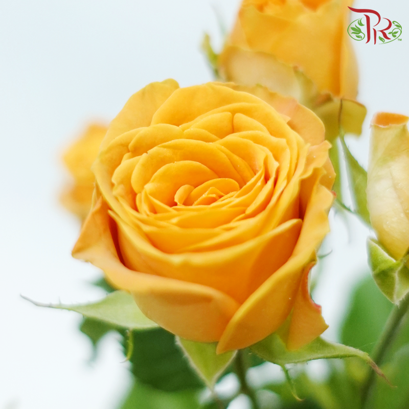 Rose Spray - Honey Orange (10 Stems)-Orange-China-prflorist.com.my