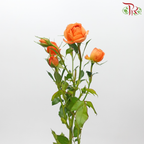 Rose Spray