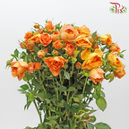 Rose Spray