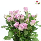 Rose Spray - Light Purple Fairy (Per Bunch)-Purple-China-prflorist.com.my