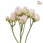 Rose Spray - Lilac Mixed White (10 Stems)-Lilac-Kenya-prflorist.com.my