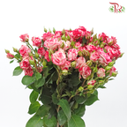 Rose Spray - Lipstick Pink (10 Stems)-Lipstick Pink-Kenya-prflorist.com.my