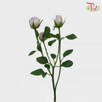 Rose Spray - Little Princess (10 Stems)-China-prflorist.com.my